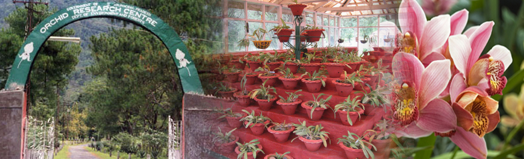 Image result for tipi orchidarium arunachal pradesh