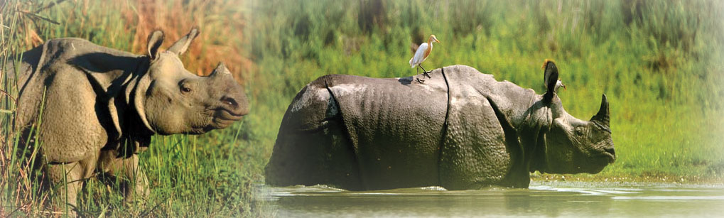 Leisure Tour Package by Natural Holidays leading Tour & Travel Operator / Agent to Sanctuaries like Kaziranga, Nameri, Manas National Park to see greate one horned Rhino of Guwahati, Assam, Northeast, India, Asia