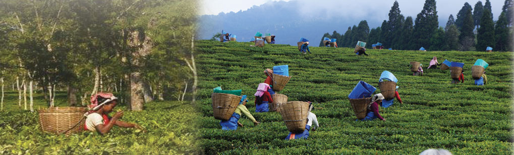 Natural Holidays provide tour to TEA Gardens in Guwahati, Assam, Northeast India