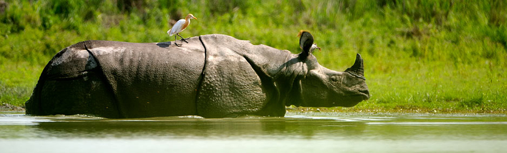 Guwahati Tour Operator Travel Agent, Guwahati National Park, Guwahati Tour Operator, Guwahati Travel Agent, Travel Agent Kaziranga, Guwahati Packaged Tour, Tour Package Guwahati, Itenary Guwahati, Guwahati Itenary, Rhino Guwahati, Visit to Guwahati, Tourist Spot Guwahati, Tourist Destination Guwahati, Trip to Guwahati, Adventure Trip to Guwahati, Leisure trip to Guwahati, Birding Guwahati, Trekking to Guwahati, Tribal Tour Guwahati, Heritage Tour Guwahati, Bird Wacthing Guwahati, Birding at Guwahati, Honeymoon at Guwahati, Zoological Tour Package Guwahati, Zoological Tour to Guwahati, Travel Agent for Zoological Tour Package Guwahati, Tour Operator for Zoological Tour Guwahati, Botanical Tour Package, Botanical Tour to Guwahati, Travel Agent for Botanical Tour Package, Tour Operator for Botanical Tour, Birding Tour Operator Guwahati, Wildlife Tour Operator Guwahati, Best Travel Agency Agent Tour Operator Guwahati, Jungle Safari Guwahati, Jungle Trip to Guwahati, Natural Holidays Leading Tour Operator Travel Agent Guwahati Assam Meghalaya Nagaland Arunachal Pradesh India, Honeymoon trip Tour Package to Guwahati Operator Travel Agent, Basistha ashram Tour Operator Travel Agent, Basistha ashram National Park, Basistha ashram Tour Operator,Basistha ashram Travel Agent, Travel Agent Kaziranga, Basistha ashram Packaged Tour, Tour Package Basistha ashram, Itenary Basistha ashram, Basistha ashram Itenary, Rhino Basistha ashram, Visit to Basistha ashram,Tourist Spot Basistha ashram, Tourist Destination Basistha ashram, Trip to Basistha ashram,Adventure Trip to Basistha ashram, Leisure trip to Basistha ashram, Birding Basistha ashram, Trekking to Basistha ashram,Tribal Tour Basistha ashram, Heritage Tour Basistha ashram, Bird Wacthing Basistha ashram, Birding at Basistha ashram, Honeymoon at Basistha ashram, Zoological Tour Package Basistha ashram, Zoological Tour to Basistha ashram, Travel Agent for Zoological Tour Package Basistha ashram, Tour Operator for Zoological Tour Basistha ashram, Botanical Tour Package, Botanical Tour to Basistha ashram, Travel Agent for Botanical Tour Package, Tour Operator for Botanical Tour, Birding Tour Operator Basistha ashram, Wildlife Tour Operator Basistha ashram, Best Travel Agency Agent Tour Operator Basistha ashram, Jungle Safari Basistha ashram, Jungle Trip to Basistha ashram, Natural Holidays Leading Tour Operator Travel Agent Guwahati Assam Meghalaya Nagaland Arunachal Pradesh India, Honeymoon trip Tour Package to Basistha ashram Guwahati Operator Travel Agent, Shankardev Kalakhetra Tour Operator Travel Agent, Shankardev Kalakhetra National Park, Shankardev Kalakhetra Tour Operator, Shankardev Kalakhetra Travel Agent, Travel Agent Kaziranga, Shankardev Kalakhetra Packaged Tour, Tour Package Shankardev Kalakhetra, Itenary Shankardev Kalakhetra, Shankardev Kalakhetra Itenary, Rhino Shankardev Kalakhetra, Visit to Shankardev Kalakhetra, Tourist Spot Shankardev Kalakhetra, Tourist Destination Shankardev Kalakhetra, Trip to Shankardev Kalakhetra, Adventure Trip to Shankardev Kalakhetra, Leisure trip to Shankardev Kalakhetra, Birding Shankardev Kalakhetra, Trekking to Shankardev Kalakhetra, Tribal Tour Shankardev Kalakhetra, Heritage Tour Shankardev Kalakhetra, Bird Wacthing Shankardev Kalakhetra, Birding at Shankardev Kalakhetra, Honeymoon at Shankardev Kalakhetra, Zoological Tour Package Shankardev Kalakhetra, Zoological Tour to Shankardev Kalakhetra, Travel Agent for Zoological Tour Package Shankardev Kalakhetra, Tour Operator for Zoological Tour Shankardev Kalakhetra, Botanical Tour Package, Botanical Tour to Shankardev Kalakhetra, Travel Agent for Botanical Tour Package, Tour Operator for Botanical Tour, Birding Tour Operator Shankardev Kalakhetra, Wildlife Tour Operator Shankardev Kalakhetra, Best Travel Agency Agent Tour Operator Shankardev Kalakhetra, Jungle Safari Shankardev Kalakhetra, Jungle Trip to Shankardev Kalakhetra, Natural Holidays Leading Tour Operator Travel Agent Guwahati Assam Meghalaya Nagaland Arunachal Pradesh India, Honeymoon trip Tour Package to Shankardev Kalakhetra Guwahati Operator Travel Agent, Balaji Temple Tour Operator Travel Agent, Balaji Temple National Park, Balaji Temple Tour Operator, Balaji Temple Travel Agent, Travel Agent Kaziranga, Balaji Temple Packaged Tour, Tour Package Balaji Temple, Itenary Balaji Temple, Balaji Temple Itenary, Rhino Balaji Temple, Visit to Balaji Temple, Tourist Spot Balaji Temple, Tourist Destination Balaji Temple, Trip to Balaji Temple, Adventure Trip to Balaji Temple, Leisure trip to Balaji Temple, Birding Balaji Temple, Trekking to Balaji Temple, Tribal Tour Balaji Temple, Heritage Tour Balaji Temple, Bird Wacthing Balaji Temple, Birding at Balaji Temple, Honeymoon at Balaji Temple, Zoological Tour Package Balaji Temple, Zoological Tour to Balaji Temple, Travel Agent for Zoological Tour Package Balaji Temple, Tour Operator for Zoological Tour Balaji Temple, Botanical Tour Package, Botanical Tour to Balaji Temple, Travel Agent for Botanical Tour Package, Tour Operator for Botanical Tour, Birding Tour Operator Balaji Temple, Wildlife Tour Operator Balaji Temple, Best Travel Agency Agent Tour Operator Balaji Temple, Jungle Safari Balaji Temple, Jungle Trip to Balaji Temple, Natural Holidays Leading Tour Operator Travel Agent Guwahati Assam Meghalaya Nagaland Arunachal Pradesh India, Honeymoon trip Tour Package to Balaji Temple Guwahati Operator Travel Agent, River Cruise at Brahmaputra River Tour Operator Travel Agent, River Cruise at Brahmaputra River National Park, River Cruise at Brahmaputra River Tour Operator, River Cruise at Brahmaputra River Travel Agent, Travel Agent Kaziranga, River Cruise at Brahmaputra River Packaged Tour, Tour Package River Cruise at Brahmaputra River, Itenary River Cruise at Brahmaputra River, River Cruise at Brahmaputra River Itenary, Rhino River Cruise at Brahmaputra River, Visit to River Cruise at Brahmaputra River, Tourist Spot River Cruise at Brahmaputra River, Tourist Destination River Cruise at Brahmaputra River, Trip to River Cruise at Brahmaputra River, Adventure Trip to River Cruise at Brahmaputra River, Leisure trip to River Cruise at Brahmaputra River, Birding River Cruise at Brahmaputra River, Trekking to River Cruise at Brahmaputra River, Tribal Tour River Cruise at Brahmaputra River, Heritage Tour River Cruise at Brahmaputra River, Bird Wacthing River Cruise at Brahmaputra River, Birding at River Cruise at Brahmaputra River, Honeymoon at River Cruise at Brahmaputra River, Zoological Tour Package River Cruise at Brahmaputra River, Zoological Tour to River Cruise at Brahmaputra River, Travel Agent for Zoological Tour Package River Cruise at Brahmaputra River, Tour Operator for Zoological Tour River Cruise at Brahmaputra River, Botanical Tour Package, Botanical Tour to River Cruise at Brahmaputra River, Travel Agent for Botanical Tour Package, Tour Operator for Botanical Tour, Birding Tour Operator River Cruise at Brahmaputra River, Wildlife Tour Operator River Cruise at Brahmaputra River, Best Travel Agency Agent Tour Operator River Cruise at Brahmaputra River, Jungle Safari River Cruise at Brahmaputra River, Jungle Trip to River Cruise at Brahmaputra River, Natural Holidays Leading Tour Operator Travel Agent Guwahati Assam Meghalaya Nagaland Arunachal Pradesh India, Honeymoon trip Tour Package to River Cruise at Brahmaputra River Guwahati Operator Travel Agent, Pilgrimage Tour Kamakhya Temple Tour Operator Travel Agent, Pilgrimage Tour Kamakhya Temple National Park, Pilgrimage Tour Kamakhya Temple Tour Operator, Pilgrimage Tour Kamakhya Temple Travel Agent, Travel Agent Kaziranga, Pilgrimage Tour Kamakhya Temple Packaged Tour, Tour Package Pilgrimage Tour Kamakhya Temple, Itenary Pilgrimage Tour Kamakhya Temple, Pilgrimage Tour Kamakhya Temple Itenary, Rhino Pilgrimage Tour Kamakhya Temple, Visit to Pilgrimage Tour Kamakhya Temple, Tourist Spot Pilgrimage Tour Kamakhya Temple, Tourist Destination Pilgrimage Tour Kamakhya Temple, Trip to Pilgrimage Tour Kamakhya Temple, Adventure Trip to Pilgrimage Tour Kamakhya Temple, Leisure trip to Pilgrimage Tour Kamakhya Temple, Birding Pilgrimage Tour Kamakhya Temple, Trekking to Pilgrimage Tour Kamakhya Temple, Tribal Tour Pilgrimage Tour Kamakhya Temple, Heritage Tour Pilgrimage Tour Kamakhya Temple, Bird Wacthing Pilgrimage Tour Kamakhya Temple, Birding at Pilgrimage Tour Kamakhya Temple, Honeymoon at Pilgrimage Tour Kamakhya Temple, Zoological Tour Package Pilgrimage Tour Kamakhya Temple, Zoological Tour to Pilgrimage Tour Kamakhya Temple, Travel Agent for Zoological Tour Package Pilgrimage Tour Kamakhya Temple, Tour Operator for Zoological Tour Pilgrimage Tour Kamakhya Temple, Botanical Tour Package, Botanical Tour to Pilgrimage Tour Kamakhya Temple, Travel Agent for Botanical Tour Package, Tour Operator for Botanical Tour, Birding Tour Operator Pilgrimage Tour Kamakhya Temple, Wildlife Tour Operator Pilgrimage Tour Kamakhya Temple, Best Travel Agency Agent Tour Operator Pilgrimage Tour Kamakhya Temple, Jungle Safari Pilgrimage Tour Kamakhya Temple, Jungle Trip to Pilgrimage Tour Kamakhya Temple, Natural Holidays Leading Tour Operator Travel Agent Guwahati Assam Meghalaya Nagaland Arunachal Pradesh India, Honeymoon trip Tour Package to Pilgrimage Tour Kamakhya Temple Guwahati Operator Travel Agent, Pilgrimage Tour Monument of Bhubaneshwari Temple Tour Operator Travel Agent, Pilgrimage Tour Monument of Bhubaneshwari Temple National Park, Pilgrimage Tour Monument of Bhubaneshwari Temple Tour Operator, Pilgrimage Tour Monument of Bhubaneshwari Temple Travel Agent, Travel Agent Kaziranga, Pilgrimage Tour Monument of Bhubaneshwari Temple Packaged Tour, Tour Package Pilgrimage Tour Monument of Bhubaneshwari Temple, Itenary Pilgrimage Tour Monument of Bhubaneshwari Temple, Pilgrimage Tour Monument of Bhubaneshwari Temple Itenary, Rhino Pilgrimage Tour Monument of Bhubaneshwari Temple, Visit to Pilgrimage Tour Monument of Bhubaneshwari Temple, Tourist Spot Pilgrimage Tour Monument of Bhubaneshwari Temple, Tourist Destination Pilgrimage Tour Monument of Bhubaneshwari Temple, Trip to Pilgrimage Tour Monument of Bhubaneshwari Temple, Adventure Trip to Pilgrimage Tour Monument of Bhubaneshwari Temple, Leisure trip to Pilgrimage Tour Monument of Bhubaneshwari Temple, Birding Pilgrimage Tour Monument of Bhubaneshwari Temple, Trekking to Pilgrimage Tour Monument of Bhubaneshwari Temple, Tribal Tour Pilgrimage Tour Monument of Bhubaneshwari Temple, Heritage Tour Pilgrimage Tour Monument of Bhubaneshwari Temple, Bird Wacthing Pilgrimage Tour Monument of Bhubaneshwari Temple, Birding at Pilgrimage Tour Monument of Bhubaneshwari Temple, Honeymoon at Pilgrimage Tour Monument of Bhubaneshwari Temple, Zoological Tour Package Pilgrimage Tour Monument of Bhubaneshwari Temple, Zoological Tour to Pilgrimage Tour Monument of Bhubaneshwari Temple, Travel Agent for Zoological Tour Package Pilgrimage Tour Monument of Bhubaneshwari Temple, Tour Operator for Zoological Tour Pilgrimage Tour Monument of Bhubaneshwari Temple, Botanical Tour Package, Botanical Tour to Pilgrimage Tour Monument of Bhubaneshwari Temple, Travel Agent for Botanical Tour Package, Tour Operator for Botanical Tour, Birding Tour Operator Pilgrimage Tour Monument of Bhubaneshwari Temple, Wildlife Tour Operator Pilgrimage Tour Monument of Bhubaneshwari Temple, Best Travel Agency Agent Tour Operator Pilgrimage Tour Monument of Bhubaneshwari Temple, Jungle Safari Pilgrimage Tour Monument of Bhubaneshwari Temple, Jungle Trip to Pilgrimage Tour Monument of Bhubaneshwari Temple, Natural Holidays Leading Tour Operator Travel Agent Guwahati Assam Meghalaya Nagaland Arunachal Pradesh India, Honeymoon trip Tour Package to Pilgrimage Tour Monument of Bhubaneshwari Temple Guwahati Operator Travel Agent, Historical Tour Monument at Umananda Temple Tour Operator Travel Agent, Historical Tour Monument at Umananda Temple National Park, Historical Tour Monument at Umananda Temple Tour Operator, Historical Tour Monument at Umananda Temple Travel Agent, Travel Agent Kaziranga, Historical Tour Monument at Umananda Temple Packaged Tour, Tour Package Historical Tour Monument at Umananda Temple, Itenary Historical Tour Monument at Umananda Temple, Historical Tour Monument at Umananda Temple Itenary, Rhino Historical Tour Monument at Umananda Temple, Visit to Historical Tour Monument at Umananda Temple, Tourist Spot Historical Tour Monument at Umananda Temple, Tourist Destination Historical Tour Monument at Umananda Temple, Trip to Historical Tour Monument at Umananda Temple, Adventure Trip to Historical Tour Monument at Umananda Temple, Leisure trip to Historical Tour Monument at Umananda Temple, Birding Historical Tour Monument at Umananda Temple, Trekking to Historical Tour Monument at Umananda Temple, Tribal Tour Historical Tour Monument at Umananda Temple, Heritage Tour Historical Tour Monument at Umananda Temple, Bird Wacthing Historical Tour Monument at Umananda Temple, Birding at Historical Tour Monument at Umananda Temple, Honeymoon at Historical Tour Monument at Umananda Temple, Zoological Tour Package Historical Tour Monument at Umananda Temple, Zoological Tour to Historical Tour Monument at Umananda Temple, Travel Agent for Zoological Tour Package Historical Tour Monument at Umananda Temple, Tour Operator for Zoological Tour Historical Tour Monument at Umananda Temple, Botanical Tour Package, Botanical Tour to Historical Tour Monument at Umananda Temple, Travel Agent for Botanical Tour Package, Tour Operator for Botanical Tour, Birding Tour Operator Historical Tour Monument at Umananda Temple, Wildlife Tour Operator Historical Tour Monument at Umananda Temple, Best Travel Agency Agent Tour Operator Historical Tour Monument at Umananda Temple, Jungle Safari Historical Tour Monument at Umananda Temple, Jungle Trip to Historical Tour Monument at Umananda Temple, Natural Holidays Leading Tour Operator Travel Agent Guwahati Assam Meghalaya Nagaland Arunachal Pradesh India, Honeymoon trip Tour Package to Historical Tour Monument at Umananda Temple Guwahati Operator Travel Agent, Jungle Tour Jungle Jeep Safari at Kaziranga National Park Kaziranga Tour Tour Operator Travel Agent, Jungle Tour Jungle Jeep Safari at Kaziranga National Park Kaziranga Tour National Park, Jungle Tour Jungle Jeep Safari at Kaziranga National Park Kaziranga Tour Tour Operator, Jungle Tour Jungle Jeep Safari at Kaziranga National Park Kaziranga Tour Travel Agent, Travel Agent Kaziranga, Jungle Tour Jungle Jeep Safari at Kaziranga National Park Kaziranga Tour Packaged Tour, Tour Package Jungle Tour Jungle Jeep Safari at Kaziranga National Park Kaziranga Tour, Itenary Jungle Tour Jungle Jeep Safari at Kaziranga National Park Kaziranga Tour, Jungle Tour Jungle Jeep Safari at Kaziranga National Park Kaziranga Tour Itenary, Rhino Jungle Tour Jungle Jeep Safari at Kaziranga National Park Kaziranga Tour, Visit to Jungle Tour Jungle Jeep Safari at Kaziranga National Park Kaziranga Tour, Tourist Spot Jungle Tour Jungle Jeep Safari at Kaziranga National Park Kaziranga Tour, Tourist Destination Jungle Tour Jungle Jeep Safari at Kaziranga National Park Kaziranga Tour, Trip to Jungle Tour Jungle Jeep Safari at Kaziranga National Park Kaziranga Tour, Adventure Trip to Jungle Tour Jungle Jeep Safari at Kaziranga National Park Kaziranga Tour, Leisure trip to Jungle Tour Jungle Jeep Safari at Kaziranga National Park Kaziranga Tour, Birding Jungle Tour Jungle Jeep Safari at Kaziranga National Park Kaziranga Tour, Trekking to Jungle Tour Jungle Jeep Safari at Kaziranga National Park Kaziranga Tour, Tribal Tour Jungle Tour Jungle Jeep Safari at Kaziranga National Park Kaziranga Tour, Heritage Tour Jungle Tour Jungle Jeep Safari at Kaziranga National Park Kaziranga Tour, Bird Wacthing Jungle Tour Jungle Jeep Safari at Kaziranga National Park Kaziranga Tour, Birding at Jungle Tour Jungle Jeep Safari at Kaziranga National Park Kaziranga Tour, Honeymoon at Jungle Tour Jungle Jeep Safari at Kaziranga National Park Kaziranga Tour, Zoological Tour Package Jungle Tour Jungle Jeep Safari at Kaziranga National Park Kaziranga Tour, Zoological Tour to Jungle Tour Jungle Jeep Safari at Kaziranga National Park Kaziranga Tour, Travel Agent for Zoological Tour Package Jungle Tour Jungle Jeep Safari at Kaziranga National Park Kaziranga Tour, Tour Operator for Zoological Tour Jungle Tour Jungle Jeep Safari at Kaziranga National Park Kaziranga Tour, Botanical Tour Package, Botanical Tour to Jungle Tour Jungle Jeep Safari at Kaziranga National Park Kaziranga Tour, Travel Agent for Botanical Tour Package, Tour Operator for Botanical Tour, Birding Tour Operator Jungle Tour Jungle Jeep Safari at Kaziranga National Park Kaziranga Tour, Wildlife Tour Operator Jungle Tour Jungle Jeep Safari at Kaziranga National Park Kaziranga Tour, Best Travel Agency Agent Tour Operator Jungle Tour Jungle Jeep Safari at Kaziranga National Park Kaziranga Tour, Jungle Safari Jungle Tour Jungle Jeep Safari at Kaziranga National Park Kaziranga Tour, Jungle Trip to Jungle Tour Jungle Jeep Safari at Kaziranga National Park Kaziranga Tour, Natural Holidays Leading Tour Operator Travel Agent Guwahati Assam Meghalaya Nagaland Arunachal Pradesh India, Honeymoon trip Tour Package to Jungle Tour Jungle Jeep Safari at Kaziranga National Park Kaziranga Tour Guwahati Operator Travel Agent, Elephant safari Kaziranga Tour Package at low cost Tour Operator Travel Agent, Elephant safari Kaziranga Tour Package at low cost National Park, Elephant safari Kaziranga Tour Package at low cost Tour Operator, Elephant safari Kaziranga Tour Package at low cost Travel Agent, Travel Agent Kaziranga, Elephant safari Kaziranga Tour Package at low cost Packaged Tour, Tour Package Elephant safari Kaziranga Tour Package at low cost, Itenary Elephant safari Kaziranga Tour Package at low cost, Elephant safari Kaziranga Tour Package at low cost Itenary, Rhino Elephant safari Kaziranga Tour Package at low cost, Visit to Elephant safari Kaziranga Tour Package at low cost, Tourist Spot Elephant safari Kaziranga Tour Package at low cost, Tourist Destination Elephant safari Kaziranga Tour Package at low cost, Trip to Elephant safari Kaziranga Tour Package at low cost, Adventure Trip to Elephant safari Kaziranga Tour Package at low cost, Leisure trip to Elephant safari Kaziranga Tour Package at low cost, Birding Elephant safari Kaziranga Tour Package at low cost, Trekking to Elephant safari Kaziranga Tour Package at low cost, Tribal Tour Elephant safari Kaziranga Tour Package at low cost, Heritage Tour Elephant safari Kaziranga Tour Package at low cost, Bird Wacthing Elephant safari Kaziranga Tour Package at low cost, Birding at Elephant safari Kaziranga Tour Package at low cost, Honeymoon at Elephant safari Kaziranga Tour Package at low cost, Zoological Tour Package Elephant safari Kaziranga Tour Package at low cost, Zoological Tour to Elephant safari Kaziranga Tour Package at low cost, Travel Agent for Zoological Tour Package Elephant safari Kaziranga Tour Package at low cost, Tour Operator for Zoological Tour Elephant safari Kaziranga Tour Package at low cost, Botanical Tour Package, Botanical Tour to Elephant safari Kaziranga Tour Package at low cost, Travel Agent for Botanical Tour Package, Tour Operator for Botanical Tour, Birding Tour Operator Elephant safari Kaziranga Tour Package at low cost, Wildlife Tour Operator Elephant safari Kaziranga Tour Package at low cost, Best Travel Agency Agent Tour Operator Elephant safari Kaziranga Tour Package at low cost, Jungle Safari Elephant safari Kaziranga Tour Package at low cost, Jungle Trip to Elephant safari Kaziranga Tour Package at low cost, Natural Holidays Leading Tour Operator Travel Agent Guwahati Assam Meghalaya Nagaland Arunachal Pradesh India, Honeymoon trip Tour Package to Elephant safari Kaziranga Tour Package at low cost Guwahati Operator Travel Agent, Tea Garden, Rubber Garden Tour Operator Travel Agent, Tea Garden, Rubber Garden National Park, Tea Garden, Rubber Garden Tour Operator, Tea Garden, Rubber Garden Travel Agent, Travel Agent Kaziranga, Tea Garden, Rubber Garden Packaged Tour, Tour Package Tea Garden, Rubber Garden, Itenary Tea Garden, Rubber Garden, Tea Garden, Rubber Garden Itenary, Rhino Tea Garden, Rubber Garden, Visit to Tea Garden, Rubber Garden, Tourist Spot Tea Garden, Rubber Garden, Tourist Destination Tea Garden, Rubber Garden, Trip to Tea Garden, Rubber Garden, Adventure Trip to Tea Garden, Rubber Garden, Leisure trip to Tea Garden, Rubber Garden, Birding Tea Garden, Rubber Garden, Trekking to Tea Garden, Rubber Garden, Tribal Tour Tea Garden, Rubber Garden, Heritage Tour Tea Garden, Rubber Garden, Bird Wacthing Tea Garden, Rubber Garden, Birding at Tea Garden, Rubber Garden, Honeymoon at Tea Garden, Rubber Garden, Zoological Tour Package Tea Garden, Rubber Garden, Zoological Tour to Tea Garden, Rubber Garden, Travel Agent for Zoological Tour Package Tea Garden, Rubber Garden, Tour Operator for Zoological Tour Tea Garden, Rubber Garden, Botanical Tour Package, Botanical Tour to Tea Garden, Rubber Garden, Travel Agent for Botanical Tour Package, Tour Operator for Botanical Tour, Birding Tour Operator Tea Garden, Rubber Garden, Wildlife Tour Operator Tea Garden, Rubber Garden, Best Travel Agency Agent Tour Operator Tea Garden, Rubber Garden, Jungle Safari Tea Garden, Rubber Garden, Jungle Trip to Tea Garden, Rubber Garden, Natural Holidays Leading Tour Operator Travel Agent Guwahati Assam Meghalaya Nagaland Arunachal Pradesh India, Honeymoon trip Tour Package to Tea Garden, Rubber Garden Guwahati Operator Travel Agent, Jhumur Dance Tour Operator Travel Agent, Jhumur Dance National Park, Jhumur Dance Tour Operator, Jhumur Dance Travel Agent, Travel Agent Kaziranga, Jhumur Dance Packaged Tour, Tour Package Jhumur Dance, Itenary Jhumur Dance, Jhumur Dance Itenary, Rhino Jhumur Dance, Visit to Jhumur Dance, Tourist Spot Jhumur Dance, Tourist Destination Jhumur Dance, Trip to Jhumur Dance, Adventure Trip to Jhumur Dance, Leisure trip to Jhumur Dance, Birding Jhumur Dance, Trekking to Jhumur Dance, Tribal Tour Jhumur Dance, Heritage Tour Jhumur Dance, Bird Wacthing Jhumur Dance, Birding at Jhumur Dance, Honeymoon at Jhumur Dance, Zoological Tour Package Jhumur Dance, Zoological Tour to Jhumur Dance, Travel Agent for Zoological Tour Package Jhumur Dance, Tour Operator for Zoological Tour Jhumur Dance, Botanical Tour Package, Botanical Tour to Jhumur Dance, Travel Agent for Botanical Tour Package, Tour Operator for Botanical Tour, Birding Tour Operator Jhumur Dance, Wildlife Tour Operator Jhumur Dance, Best Travel Agency Agent Tour Operator Jhumur Dance, Jungle Safari Jhumur Dance, Jungle Trip to Jhumur Dance, Natural Holidays Leading Tour Operator Travel Agent Guwahati Assam Meghalaya Nagaland Arunachal Pradesh India, Honeymoon trip Tour Package to Jhumur Dance Guwahati Operator Travel Agent, Shillong Tour Operator Travel Agent, Shillong National Park, Shillong Tour Operator, Shillong Travel Agent, Travel Agent Kaziranga, Shillong Packaged Tour, Tour Package Shillong, Itenary Shillong, Shillong Itenary, Rhino Shillong, Visit to Shillong, Tourist Spot Shillong, Tourist Destination Shillong, Trip to Shillong, Adventure Trip to Shillong, Leisure trip to Shillong, Birding Shillong, Trekking to Shillong, Tribal Tour Shillong, Heritage Tour Shillong, Bird Wacthing Shillong, Birding at Shillong, Honeymoon at Shillong, Zoological Tour Package Shillong, Zoological Tour to Shillong, Travel Agent for Zoological Tour Package Shillong, Tour Operator for Zoological Tour Shillong, Botanical Tour Package, Botanical Tour to Shillong, Travel Agent for Botanical Tour Package, Tour Operator for Botanical Tour, Birding Tour Operator Shillong, Wildlife Tour Operator Shillong, Best Travel Agency Agent Tour Operator Shillong, Jungle Safari Shillong, Jungle Trip to Shillong, Natural Holidays Leading Tour Operator Travel Agent Guwahati Assam Meghalaya Nagaland Arunachal Pradesh India, Honeymoon trip Tour Package to Shillong Guwahati Operator Travel Agent, Umium lake Tour Operator Travel Agent, Umium lake National Park, Umium lake Tour Operator, Umium lake Travel Agent, Travel Agent Kaziranga, Umium lake Packaged Tour, Tour Package Umium lake, Itenary Umium lake, Umium lake Itenary, Rhino Umium lake, Visit to Umium lake, Tourist Spot Umium lake, Tourist Destination Umium lake, Trip to Umium lake, Adventure Trip to Umium lake, Leisure trip to Umium lake, Birding Umium lake, Trekking to Umium lake, Tribal Tour Umium lake, Heritage Tour Umium lake, Bird Wacthing Umium lake, Birding at Umium lake, Honeymoon at Umium lake, Zoological Tour Package Umium lake, Zoological Tour to Umium lake, Travel Agent for Zoological Tour Package Umium lake, Tour Operator for Zoological Tour Umium lake, Botanical Tour Package, Botanical Tour to Umium lake, Travel Agent for Botanical Tour Package, Tour Operator for Botanical Tour, Birding Tour Operator Umium lake, Wildlife Tour Operator Umium lake, Best Travel Agency Agent Tour Operator Umium lake, Jungle Safari Umium lake, Jungle Trip to Umium lake, Natural Holidays Leading Tour Operator Travel Agent Guwahati Assam Meghalaya Nagaland Arunachal Pradesh India, Honeymoon trip Tour Package to Umium lake Guwahati Operator Travel Agent, Shillong Peak Elephant fall Lady hydra park, Don Bosco Museum, Umium Lake Wards Lake Tour Operator Travel Agent, Shillong Peak Elephant fall Lady hydra park, Don Bosco Museum, Umium Lake Wards Lake National Park, Shillong Peak Elephant fall Lady hydra park, Don Bosco Museum, Umium Lake Wards Lake Tour Operator, Shillong Peak Elephant fall Lady hydra park, Don Bosco Museum, Umium Lake Wards Lake Travel Agent, Travel Agent Kaziranga, Shillong Peak Elephant fall Lady hydra park, Don Bosco Museum, Umium Lake Wards Lake Packaged Tour, Tour Package Shillong Peak Elephant fall Lady hydra park, Don Bosco Museum, Umium Lake Wards Lake, Itenary Shillong Peak Elephant fall Lady hydra park, Don Bosco Museum, Umium Lake Wards Lake, Shillong Peak Elephant fall Lady hydra park, Don Bosco Museum, Umium Lake Wards Lake Itenary, Rhino Shillong Peak Elephant fall Lady hydra park, Don Bosco Museum, Umium Lake Wards Lake, Visit to Shillong Peak Elephant fall Lady hydra park, Don Bosco Museum, Umium Lake Wards Lake, Tourist Spot Shillong Peak Elephant fall Lady hydra park, Don Bosco Museum, Umium Lake Wards Lake, Tourist Destination Shillong Peak Elephant fall Lady hydra park, Don Bosco Museum, Umium Lake Wards Lake, Trip to Shillong Peak Elephant fall Lady hydra park, Don Bosco Museum, Umium Lake Wards Lake, Adventure Trip to Shillong Peak Elephant fall Lady hydra park, Don Bosco Museum, Umium Lake Wards Lake, Leisure trip to Shillong Peak Elephant fall Lady hydra park, Don Bosco Museum, Umium Lake Wards Lake, Birding Shillong Peak Elephant fall Lady hydra park, Don Bosco Museum, Umium Lake Wards Lake, Trekking to Shillong Peak Elephant fall Lady hydra park, Don Bosco Museum, Umium Lake Wards Lake, Tribal Tour Shillong Peak Elephant fall Lady hydra park, Don Bosco Museum, Umium Lake Wards Lake, Heritage Tour Shillong Peak Elephant fall Lady hydra park, Don Bosco Museum, Umium Lake Wards Lake, Bird Wacthing Shillong Peak Elephant fall Lady hydra park, Don Bosco Museum, Umium Lake Wards Lake, Birding at Shillong Peak Elephant fall Lady hydra park, Don Bosco Museum, Umium Lake Wards Lake, Honeymoon at Shillong Peak Elephant fall Lady hydra park, Don Bosco Museum, Umium Lake Wards Lake, Zoological Tour Package Shillong Peak Elephant fall Lady hydra park, Don Bosco Museum, Umium Lake Wards Lake, Zoological Tour to Shillong Peak Elephant fall Lady hydra park, Don Bosco Museum, Umium Lake Wards Lake, Travel Agent for Zoological Tour Package Shillong Peak Elephant fall Lady hydra park, Don Bosco Museum, Umium Lake Wards Lake, Tour Operator for Zoological Tour Shillong Peak Elephant fall Lady hydra park, Don Bosco Museum, Umium Lake Wards Lake, Botanical Tour Package, Botanical Tour to Shillong Peak Elephant fall Lady hydra park, Don Bosco Museum, Umium Lake Wards Lake, Travel Agent for Botanical Tour Package, Tour Operator for Botanical Tour, Birding Tour Operator Shillong Peak Elephant fall Lady hydra park, Don Bosco Museum, Umium Lake Wards Lake, Wildlife Tour Operator Shillong Peak Elephant fall Lady hydra park, Don Bosco Museum, Umium Lake Wards Lake, Best Travel Agency Agent Tour Operator Shillong Peak Elephant fall Lady hydra park, Don Bosco Museum, Umium Lake Wards Lake, Jungle Safari Shillong Peak Elephant fall Lady hydra park, Don Bosco Museum, Umium Lake Wards Lake, Jungle Trip to Shillong Peak Elephant fall Lady hydra park, Don Bosco Museum, Umium Lake Wards Lake, Natural Holidays Leading Tour Operator Travel Agent Guwahati Assam Meghalaya Nagaland Arunachal Pradesh India, Honeymoon trip Tour Package to Shillong Peak Elephant fall Lady hydra park, Don Bosco Museum, Umium Lake Wards Lake Guwahati Operator Travel Agent, Cherrapunjee  Tour Operator Travel Agent, Cherrapunjee  National Park, Cherrapunjee  Tour Operator, Cherrapunjee  Travel Agent, Travel Agent Kaziranga, Cherrapunjee  Packaged Tour, Tour Package Cherrapunjee , Itenary Cherrapunjee , Cherrapunjee  Itenary, Rhino Cherrapunjee , Visit to Cherrapunjee , Tourist Spot Cherrapunjee , Tourist Destination Cherrapunjee , Trip to Cherrapunjee , Adventure Trip to Cherrapunjee , Leisure trip to Cherrapunjee , Birding Cherrapunjee , Trekking to Cherrapunjee , Tribal Tour Cherrapunjee , Heritage Tour Cherrapunjee , Bird Wacthing Cherrapunjee , Birding at Cherrapunjee , Honeymoon at Cherrapunjee , Zoological Tour Package Cherrapunjee , Zoological Tour to Cherrapunjee , Travel Agent for Zoological Tour Package Cherrapunjee , Tour Operator for Zoological Tour Cherrapunjee , Botanical Tour Package, Botanical Tour to Cherrapunjee , Travel Agent for Botanical Tour Package, Tour Operator for Botanical Tour, Birding Tour Operator Cherrapunjee , Wildlife Tour Operator Cherrapunjee , Best Travel Agency Agent Tour Operator Cherrapunjee , Jungle Safari Cherrapunjee , Jungle Trip to Cherrapunjee , Natural Holidays Leading Tour Operator Travel Agent Guwahati Assam Meghalaya Nagaland Arunachal Pradesh India, Honeymoon trip Tour Package to Cherrapunjee  Guwahati Operator Travel Agent, Mawsamai Cave Thakram Park Eco Park Tour Operator Travel Agent, Mawsamai Cave Thakram Park Eco Park National Park, Mawsamai Cave Thakram Park Eco Park Tour Operator, Mawsamai Cave Thakram Park Eco Park Travel Agent, Travel Agent Kaziranga, Mawsamai Cave Thakram Park Eco Park Packaged Tour, Tour Package Mawsamai Cave Thakram Park Eco Park, Itenary Mawsamai Cave Thakram Park Eco Park, Mawsamai Cave Thakram Park Eco Park Itenary, Rhino Mawsamai Cave Thakram Park Eco Park, Visit to Mawsamai Cave Thakram Park Eco Park, Tourist Spot Mawsamai Cave Thakram Park Eco Park, Tourist Destination Mawsamai Cave Thakram Park Eco Park, Trip to Mawsamai Cave Thakram Park Eco Park, Adventure Trip to Mawsamai Cave Thakram Park Eco Park, Leisure trip to Mawsamai Cave Thakram Park Eco Park, Birding Mawsamai Cave Thakram Park Eco Park, Trekking to Mawsamai Cave Thakram Park Eco Park, Tribal Tour Mawsamai Cave Thakram Park Eco Park, Heritage Tour Mawsamai Cave Thakram Park Eco Park, Bird Wacthing Mawsamai Cave Thakram Park Eco Park, Birding at Mawsamai Cave Thakram Park Eco Park, Honeymoon at Mawsamai Cave Thakram Park Eco Park, Zoological Tour Package Mawsamai Cave Thakram Park Eco Park, Zoological Tour to Mawsamai Cave Thakram Park Eco Park, Travel Agent for Zoological Tour Package Mawsamai Cave Thakram Park Eco Park, Tour Operator for Zoological Tour Mawsamai Cave Thakram Park Eco Park, Botanical Tour Package, Botanical Tour to Mawsamai Cave Thakram Park Eco Park, Travel Agent for Botanical Tour Package, Tour Operator for Botanical Tour, Birding Tour Operator Mawsamai Cave Thakram Park Eco Park, Wildlife Tour Operator Mawsamai Cave Thakram Park Eco Park, Best Travel Agency Agent Tour Operator Mawsamai Cave Thakram Park Eco Park, Jungle Safari Mawsamai Cave Thakram Park Eco Park, Jungle Trip to Mawsamai Cave Thakram Park Eco Park, Natural Holidays Leading Tour Operator Travel Agent Guwahati Assam Meghalaya Nagaland Arunachal Pradesh India, Honeymoon trip Tour Package to Mawsamai Cave Thakram Park Eco Park Guwahati Operator Travel Agent, Nohkaliakai Falls Tour Operator Travel Agent, Nohkaliakai Falls National Park, Nohkaliakai Falls Tour Operator, Nohkaliakai Falls Travel Agent, Travel Agent Kaziranga, Nohkaliakai Falls Packaged Tour, Tour Package Nohkaliakai Falls, Itenary Nohkaliakai Falls, Nohkaliakai Falls Itenary, Rhino Nohkaliakai Falls, Visit to Nohkaliakai Falls, Tourist Spot No