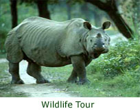List of Travel Agencies in Assam, List of Travel Agency in Assam, List of Travel Agency for Packaged Tour, List of Agents in Assam for Bird Watching, List of Travel Agency in Assam for Birding Tour Package, List of Travel Agency for Kaziranga Tour Package, List of Travel Agency in Assam for Tawang Tour Package, List of Travel Agency in Assam for Bumla Pass, List of Travel Agency in Assam for Assam Tourism, List of Travel Agency for Shillong Tourism, List of Travel Agency in Assam for Meghalaya Tourism, List of Travel Agency for Nagaland Tourism, List of Travel Agency in Assam for Arunachal Tourism, List of Travel Agency for Honeymoon Package, List of Travel Agency in Assam for Religious Tour, List of Travel Agency in Assam for Kamakhya Tour Package, List of Travel Agency in Assam for Cherrapunji, List of Travel Agency in Assam for Cherrapunjee Waterfalls, List of Travel Agency in Assam for Monumental Tour, List of Travel Agency in Assam for  Heritage Tours, List of Travel Agency in Assam for Zoological Tours Package, List of Travel Agency in Assam for Botanical Tour Package, List of Travel Agency in Assam for Elephant Safari in Kaziranga, List of Travel Agency in Assam for Jeep Safari in Kaziranga, List of Travel Agency in Assam for Elephant safari in manas national park, List of Travel Agency in Assam for jeep safari in Manas National Park, List of Travel Agency in Assam for Ziro, List of Travel Agency in Assam for Historical Site, List of Travel Agency in Assam for Tribal Tours, List of Travel Agency in Assam for Adventure Tour, List of Travel Agency in Assam for Vehicle Hiring, List of Travel Agency in Assam for Vehicle Rental Services, List of Travel Agency in Assam for Nagaland, List of Travel Agency in Assam for Hornbill Festival, List of Travel Agency in Assam for Holidays Packages, List of Travel Agency in Assam for Festival Tour Package, List of Travel Agency in Assam for Wild life Tour Package, List of Travel Agency in Assam for Adventure Tour Package, List of Travel Agency in Assam for Low Budget tour Packages, List of Travel Agency in Assam for Cheap Price Package tour, List of Travel Agency in Assam for Best Quality Services in Tourism, List of Travel Agency in Assam for Best Quality Services in Packaged Tours, List of Travel Agency in Assam for Famous in Packaged Tour, List of Travel Agency in Assam for Air-Ticket, List of Travel Agency in Assam for Backpacking, List of Travel Agency in Assam for Low Cost Budget tour Packages