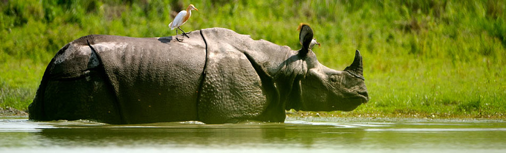 Reputed Tour Operator Travel Agent Guwahati Assam India for Kaziranga Travel Just Dial to Us to Make your Trip Package Itenary at Low Cost Cheap Budget, Leading Travel Agent Tour Operator in India for Kaziranga Travel Just Dial to Us to Make your Trip, Famous Popular Best Low Cost Budget Package from India Travel Agency Agent Operator for Kaziranga Travel Just Dial to Us to Make your Trip Tour, Best & Leading Tour Travel Operator Agent Agency Company in Guwahati Assam Northeast India for Kaziranga Travel Just Dial to Us to Make your Trip, Incredible India Tourism Best Travel Companies Guwahati Assam Northeast India, Incredible Travel Package to Kaziranga Travel Just Dial to Us to Make your Trip, Incredible Tour Package Itenaries to Kaziranga Travel Just Dial to Us to Make your Trip, Travel tour Companies from Guwahati Assam Northeast India to Kaziranga Travel Just Dial to Us to Make your Trip, Kaziranga Travel Just Dial to Us to Make your Trip Tour Operator Travel Agent, Kaziranga Travel Just Dial to Us to Make your Trip National Park, Kaziranga Travel Just Dial to Us to Make your Trip Tour Operator, Kaziranga Travel Just Dial to Us to Make your Trip Travel Agent, Travel Agent Kaziranga, Kaziranga Travel Just Dial to Us to Make your Trip Packaged Tour, Tour Package Kaziranga Travel Just Dial to Us to Make your Trip, Itenary Kaziranga Travel Just Dial to Us to Make your Trip, Kaziranga Travel Just Dial to Us to Make your Trip Itenary, Rhino Kaziranga Travel Just Dial to Us to Make your Trip, Visit to Kaziranga Travel Just Dial to Us to Make your Trip, Tourist Spot Kaziranga Travel Just Dial to Us to Make your Trip, Tourist Destination Kaziranga Travel Just Dial to Us to Make your Trip, Trip to Kaziranga Travel Just Dial to Us to Make your Trip, Adventure Trip to Kaziranga Travel Just Dial to Us to Make your Trip, Leisure trip to Kaziranga Travel Just Dial to Us to Make your Trip, Birding Kaziranga Travel Just Dial to Us to Make your Trip, Trekking to Kaziranga Travel Just Dial to Us to Make your Trip, Tribal Tour Kaziranga Travel Just Dial to Us to Make your Trip, Heritage Tour Kaziranga Travel Just Dial to Us to Make your Trip, Bird Wacthing Kaziranga Travel Just Dial to Us to Make your Trip, Birding at Kaziranga Travel Just Dial to Us to Make your Trip, Honeymoon at Kaziranga Travel Just Dial to Us to Make your Trip, Zoological Tour Package Kaziranga Travel Just Dial to Us to Make your Trip, Zoological Tour to Kaziranga Travel Just Dial to Us to Make your Trip, Travel Agent for Zoological Tour Package Kaziranga Travel Just Dial to Us to Make your Trip, Tour Operator for Zoological Tour Kaziranga Travel Just Dial to Us to Make your Trip, Botanical Tour Package, Botanical Tour to Kaziranga Travel Just Dial to Us to Make your Trip, Travel Agent for Botanical Tour Package, Tour Operator for Botanical Tour, Birding Tour Operator Kaziranga Travel Just Dial to Us to Make your Trip, Wildlife Tour Operator Kaziranga Travel Just Dial to Us to Make your Trip, Best Travel Agency Agent Tour Operator Kaziranga Travel Just Dial to Us to Make your Trip, Jungle Safari Kaziranga Travel Just Dial to Us to Make your Trip, Jungle Trip to Kaziranga Travel Just Dial to Us to Make your Trip, Natural Holidays Leading Tour Operator Travel Agent Guwahati Assam Meghalaya Nagaland Arunachal Pradesh India, Honeymoon trip Tour Package to Kaziranga Travel Just Dial to Us to Make your Trip Guwahati Operator Travel Agent, List of Travel Agents in Guwahati Assam Northeast India for Kaziranga Travel Just Dial to Us to Make your Trip, List of Tour Operator in Guwahati Assam Northeast India, Travel Guide for Kaziranga Travel Just Dial to Us to Make your Trip, Tour Guide Kaziranga Travel Just Dial to Us to Make your Trip, Travel Tips for Kaziranga Travel Just Dial to Us to Make your Trip, Tourist place Kaziranga Travel Just Dial to Us to Make your Trip, Tourist attraction Kaziranga Travel Just Dial to Us to Make your Trip, Famous places in Northeast India Kaziranga Travel Just Dial to Us to Make your Trip, Travel Agencies Kaziranga Travel Just Dial to Us to Make your Trip, Tour Agencies Bhalukpnog, Low cost trip to Kaziranga Travel Just Dial to Us to Make your Trip, Best price for Kaziranga Travel Just Dial to Us to Make your Trip, Make a Trip to Kaziranga Travel Just Dial to Us to Make your Trip, Backpack to Kaziranga Travel Just Dial to Us to Make your Trip, Travellers Attraction in Northeast India Kaziranga Travel Just Dial to Us to Make your Trip, Elephant Safari in Kaziranga Travel Just Dial to Us to Make your Trip, Jeep safari in Kaziranga Travel Just Dial to Us to Make your Trip, Boating in Kaziranga Travel Just Dial to Us to Make your Trip, Place of Attraction Kaziranga Travel Just Dial to Us to Make your Trip, Tourist Attraction Kaziranga Travel Just Dial to Us to Make your Trip, Travel Companies in India for Kaziranga Travel Just Dial to Us to Make your Trip, Tour Companies in India for Kaziranga Travel Just Dial to Us to Make your Trip, Incredible India Kaziranga Travel Just Dial to Us to Make your Trip Northeast Tourism
